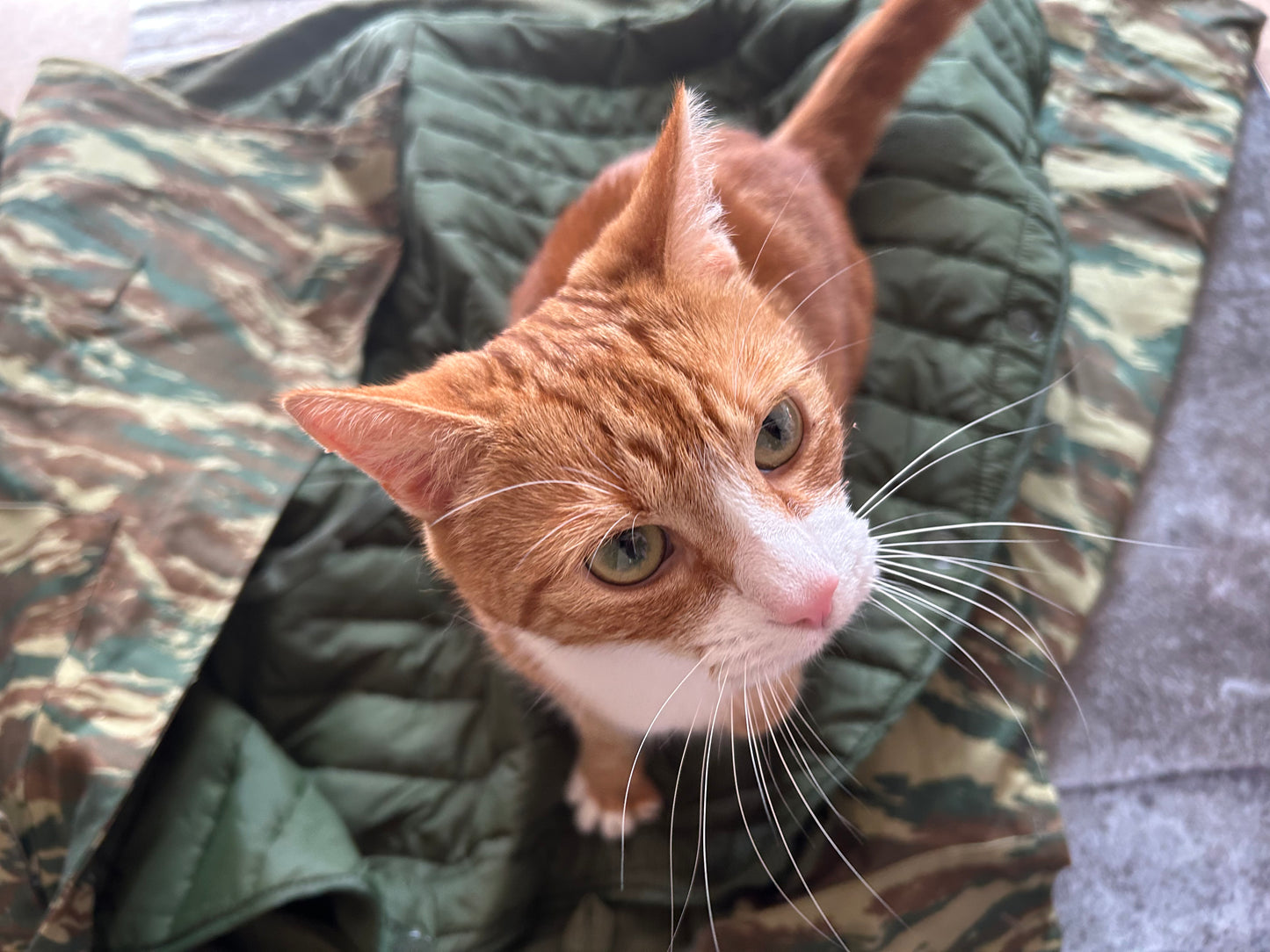 Greek Lizard Parka with Liner + Bonus Cat Pic